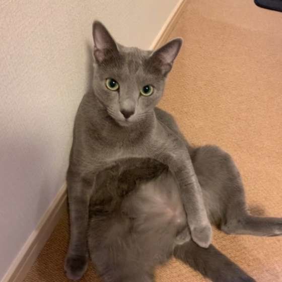 おじさんのように座るロシアンブルー