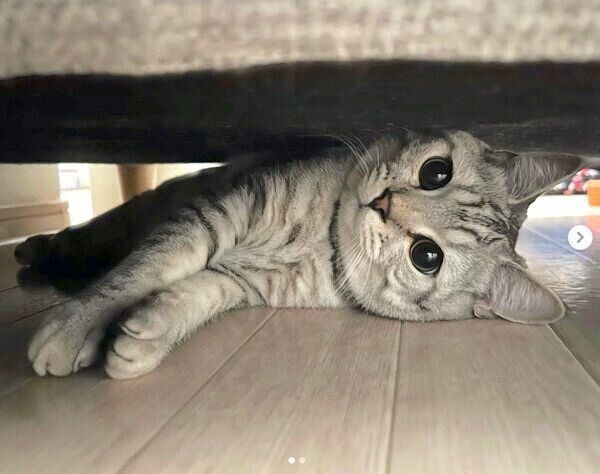 くつろぐ銀ちゃん