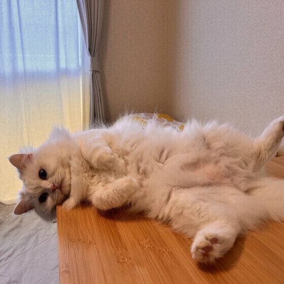 スコティッシュフォールドのまるちゃん