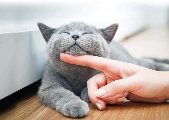 うれしそうな猫