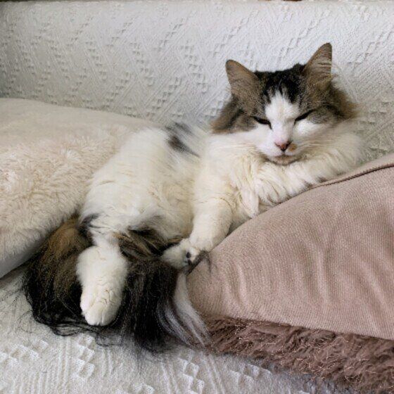 くつろぐマンチカン