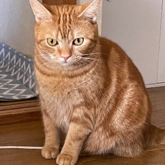 アメリカンショートヘアのだいずくん