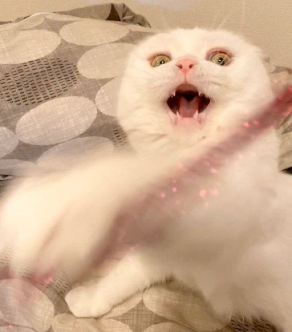 鬼の形相になるむくちゃん