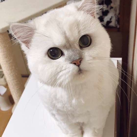 カメラ目線の猫