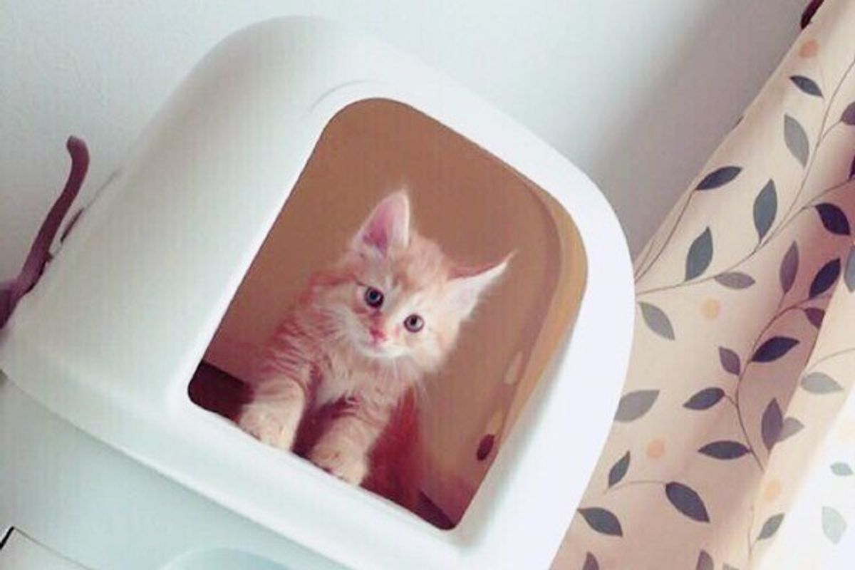 トイレの近くでウンチを なんで 愛猫の排泄物のはみ出しの防ぎ方 ねこのきもちweb Magazine トイレの近くでウンチを なんで 愛猫の排泄物のはみ出しの防ぎ方 ねこのきもちweb Magazine