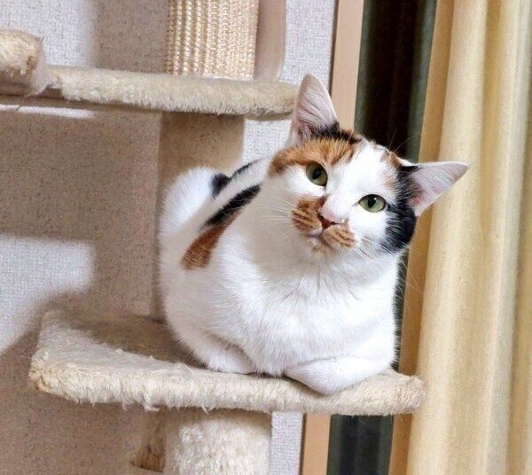 保護から半年経ったみこちゃん