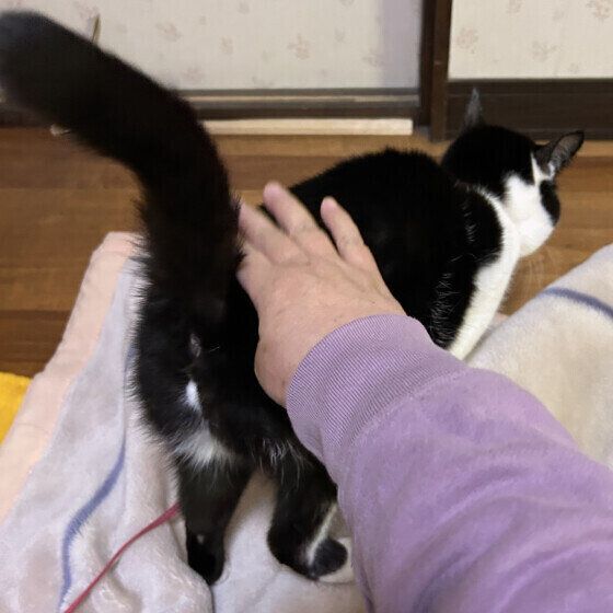 おしりをトントンされる猫