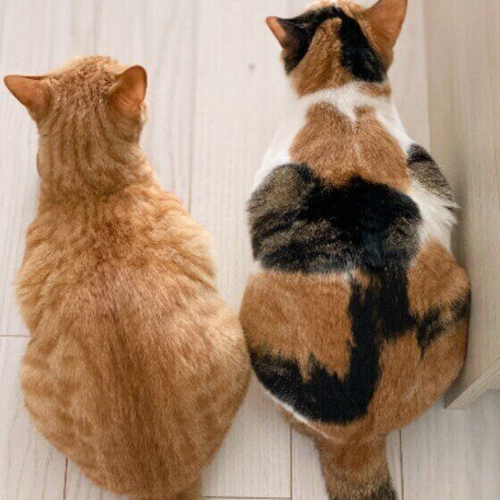 Mix（ミケ）のつばきちゃんたち♪