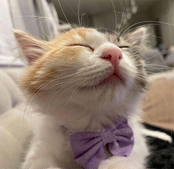 うなぎちゃん