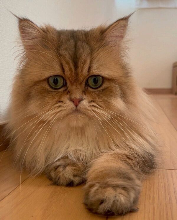 見つめるむふぁたんくん