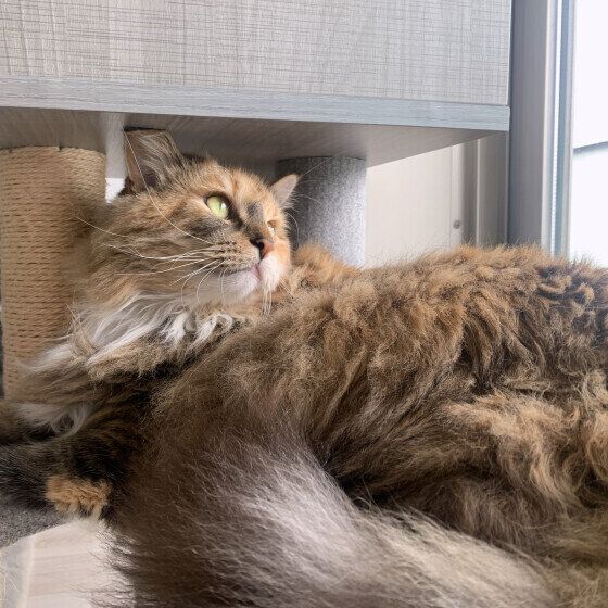 ノルウェージアンフォレストキャットのめるちゃん