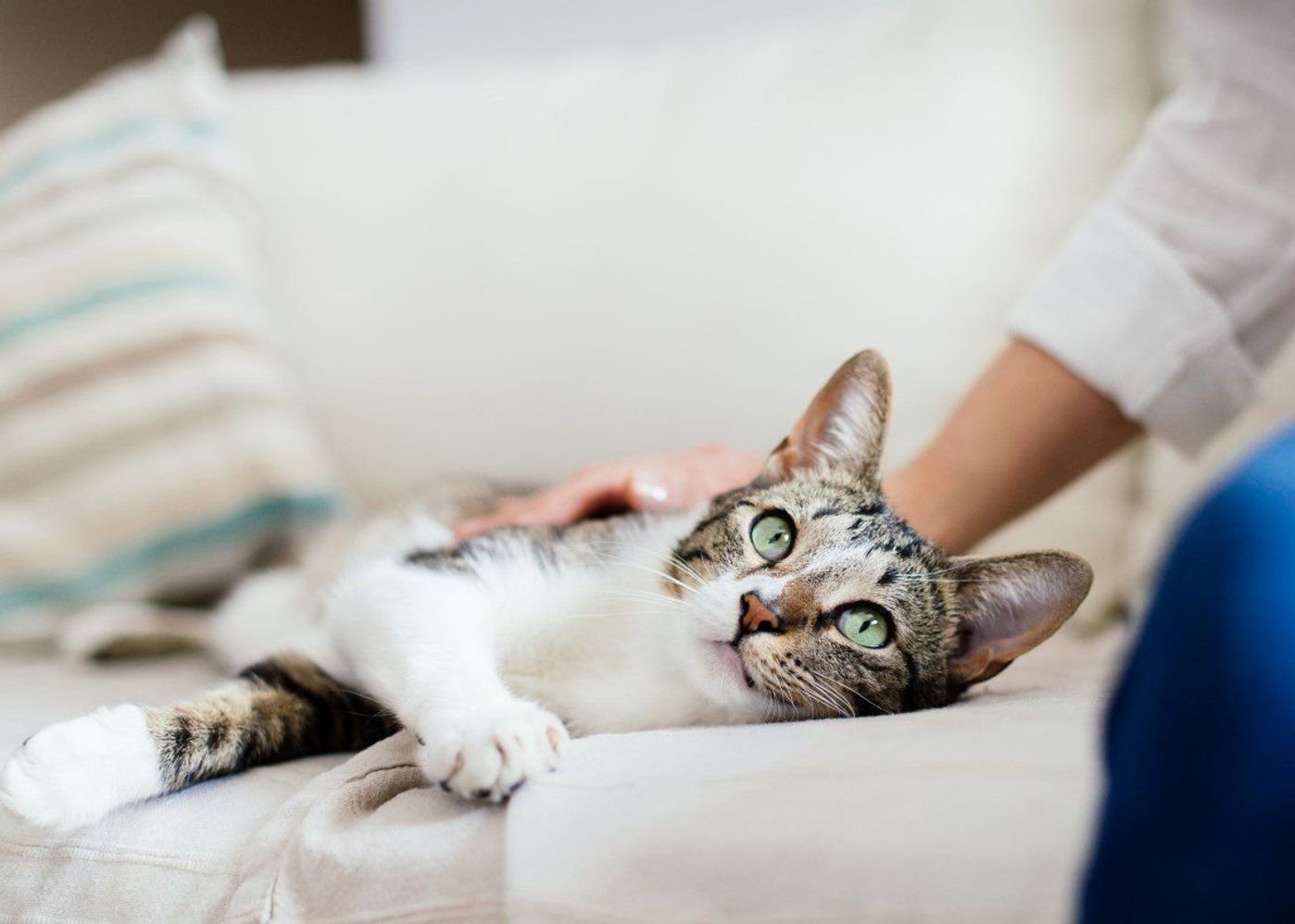 1 412名に調査 猫アレルギーで猫を飼っている人の割合は ねこのきもちweb Magazine 1 412名に調査 猫アレルギーで猫を飼っている人の割合は ねこのきもちweb Magazine