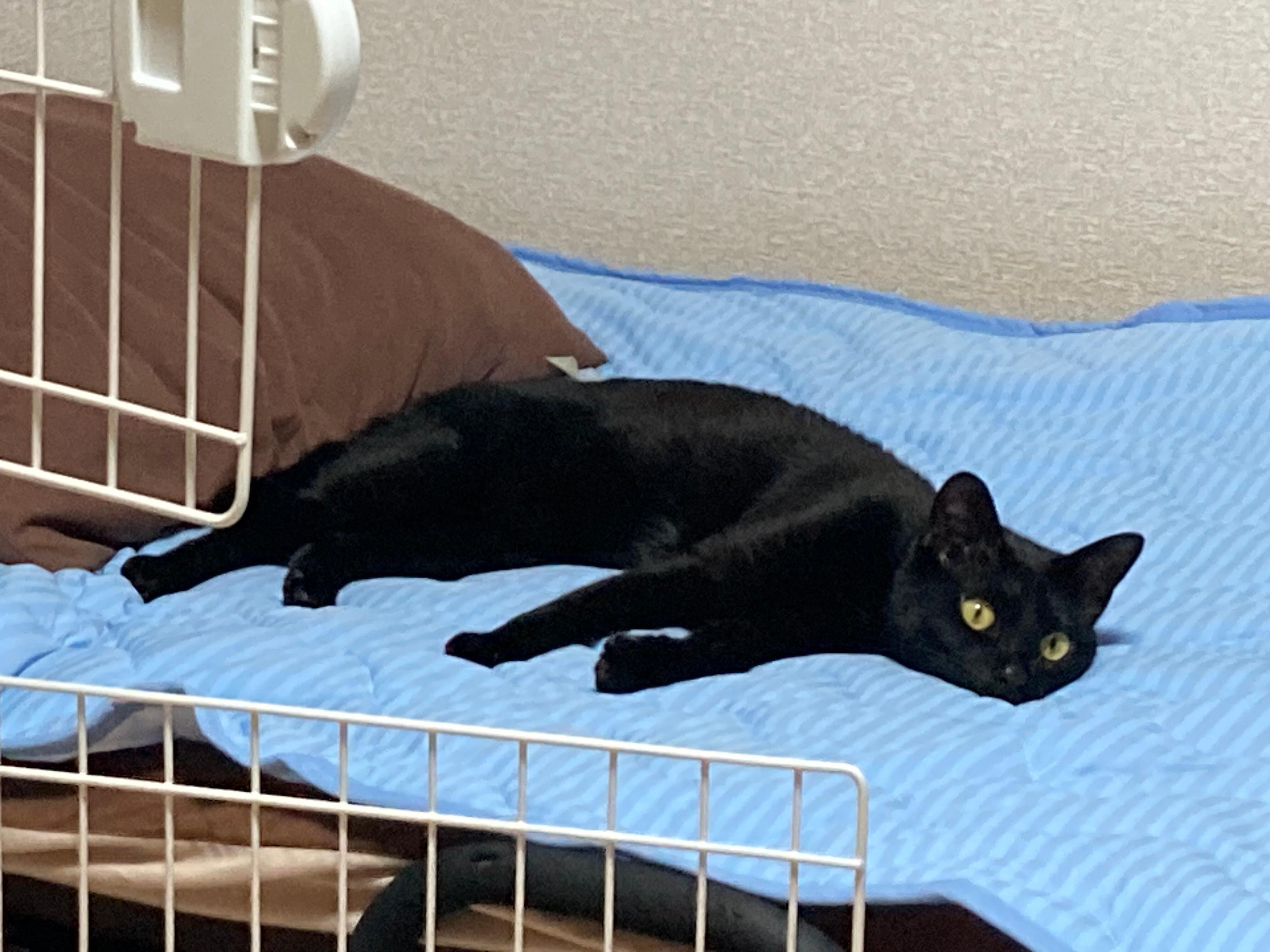 ベッドでくつろぐ黒猫