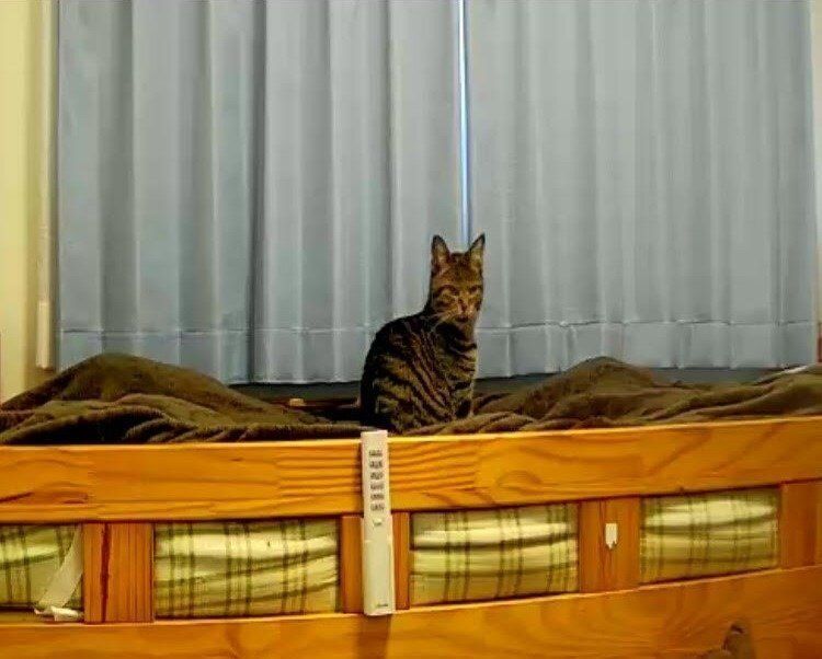 画像／2018年４月号「ちょっとの心がけで、絆はもっと強まる　猫の留守番ビフォーアフターにすること」