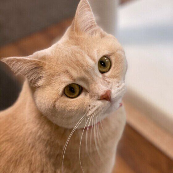 目がクリクリでかわいいマンチカン