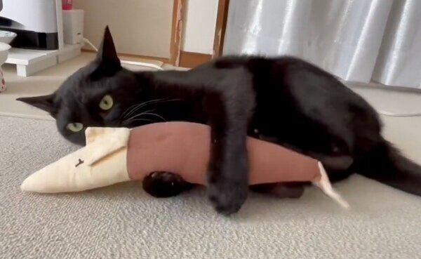 おもちゃで遊ぶうにくん