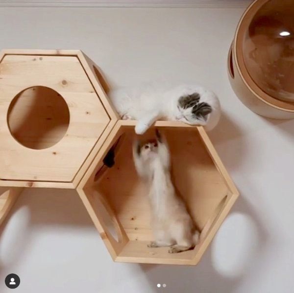 仲良く遊ぶライくんとカイくん