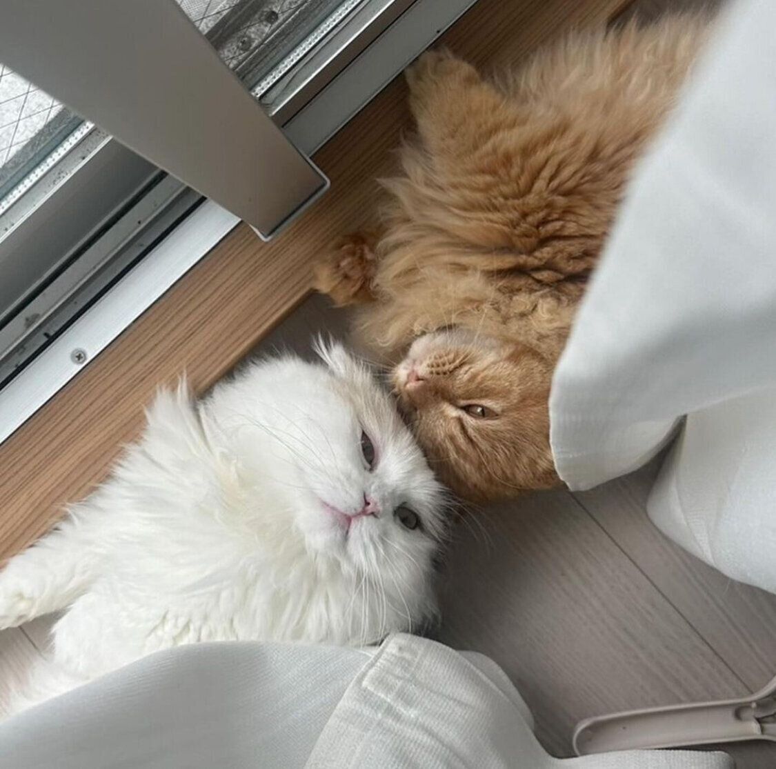 イチャイチャするラテちゃん、チャイくん