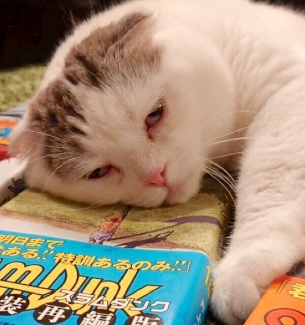 漫画本を枕にするライくん