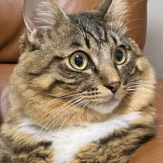 MIXキジトラのチミィくん