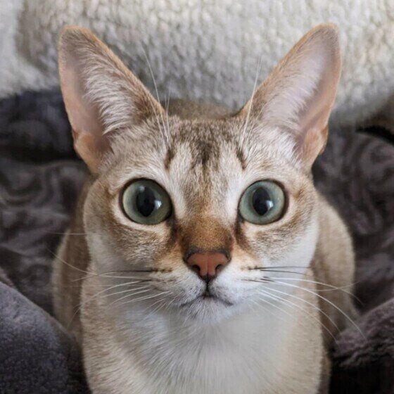 シンガプーラのカロンちゃん