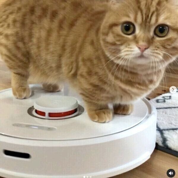 お掃除ロボットの上に乗るぷてぃこちゃん