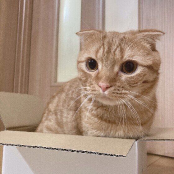 猫トイレの ベストな置き場所 と 適切な置き方 ねこのきもちweb Magazine