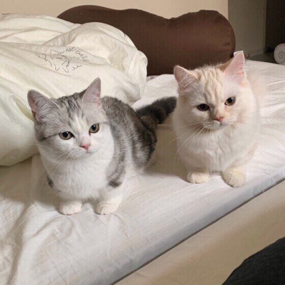 寝起きの顔がそっくりの双子マンチカン