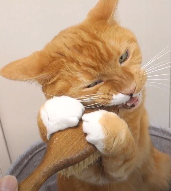 ブラシに噛みつく猫