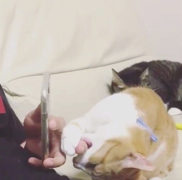 飼い主さんの指にかぶりつく猫