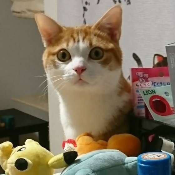 監視するマンチカン