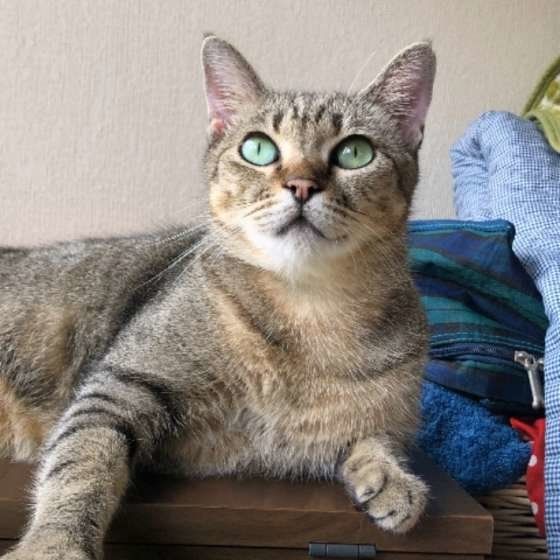 くつろぐキジトラ