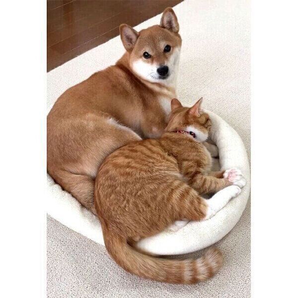 ひとつのベッドでギュウギュウになる、犬のぷくちゃんと猫のりんくん