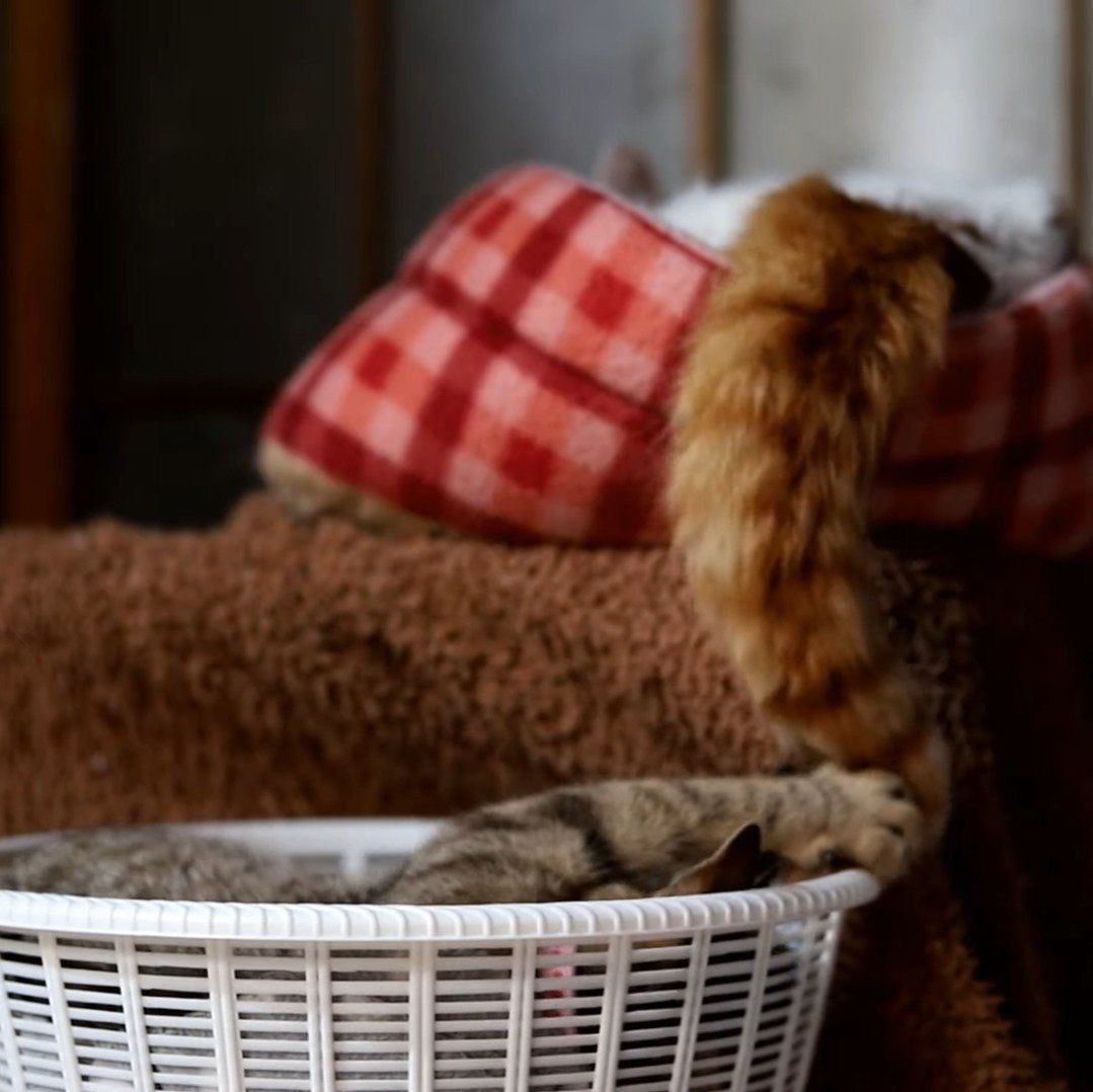 見事なしっぽのしろちゃん