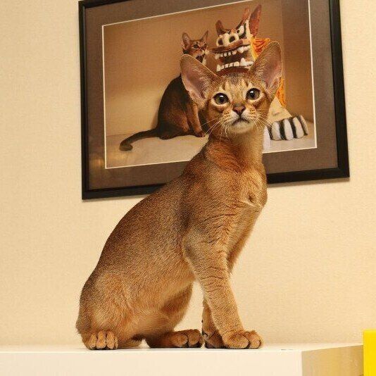 アビシニアン TANGOくん