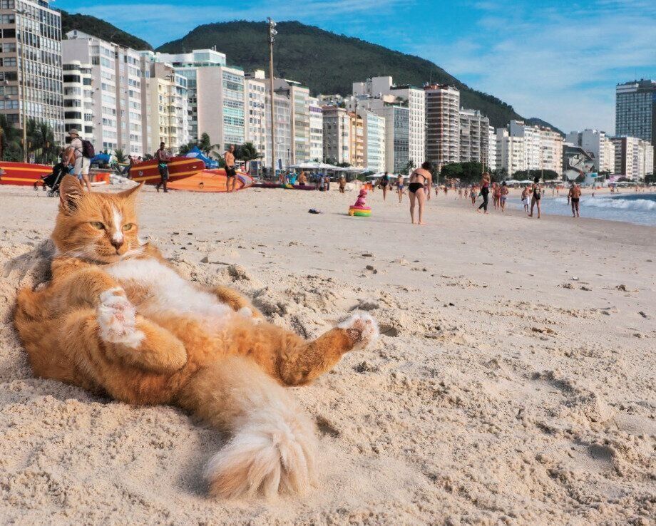 (c)Mitsuaki Iwago　ブラジルで撮影したネコ・シキンニョ