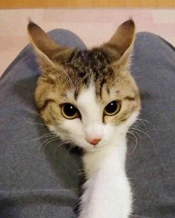 飼い主さんの太ももの間からひょっこりお顔を出すなるちゃん