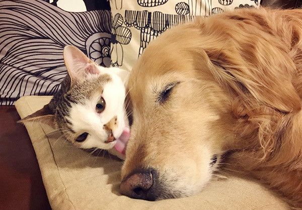 ゴールデン・レトリーバーと猫