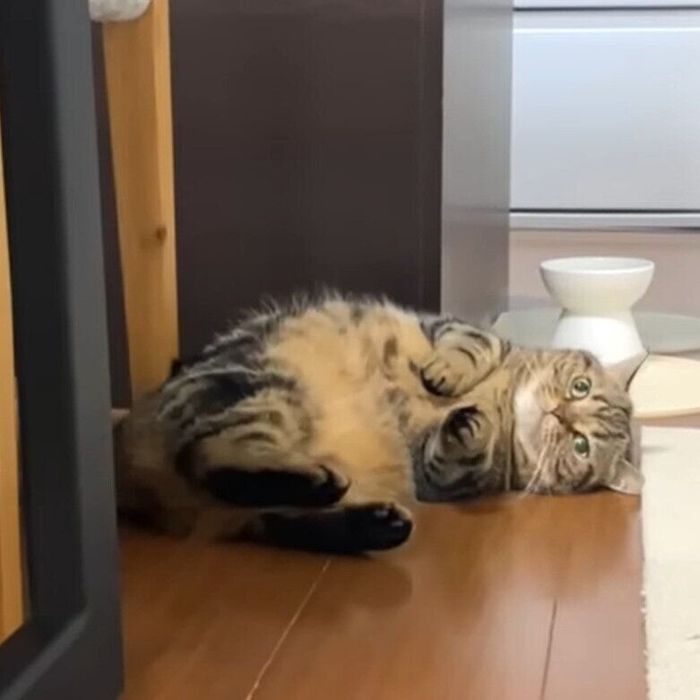 だんだん独特な行動になっていくメルちゃん
