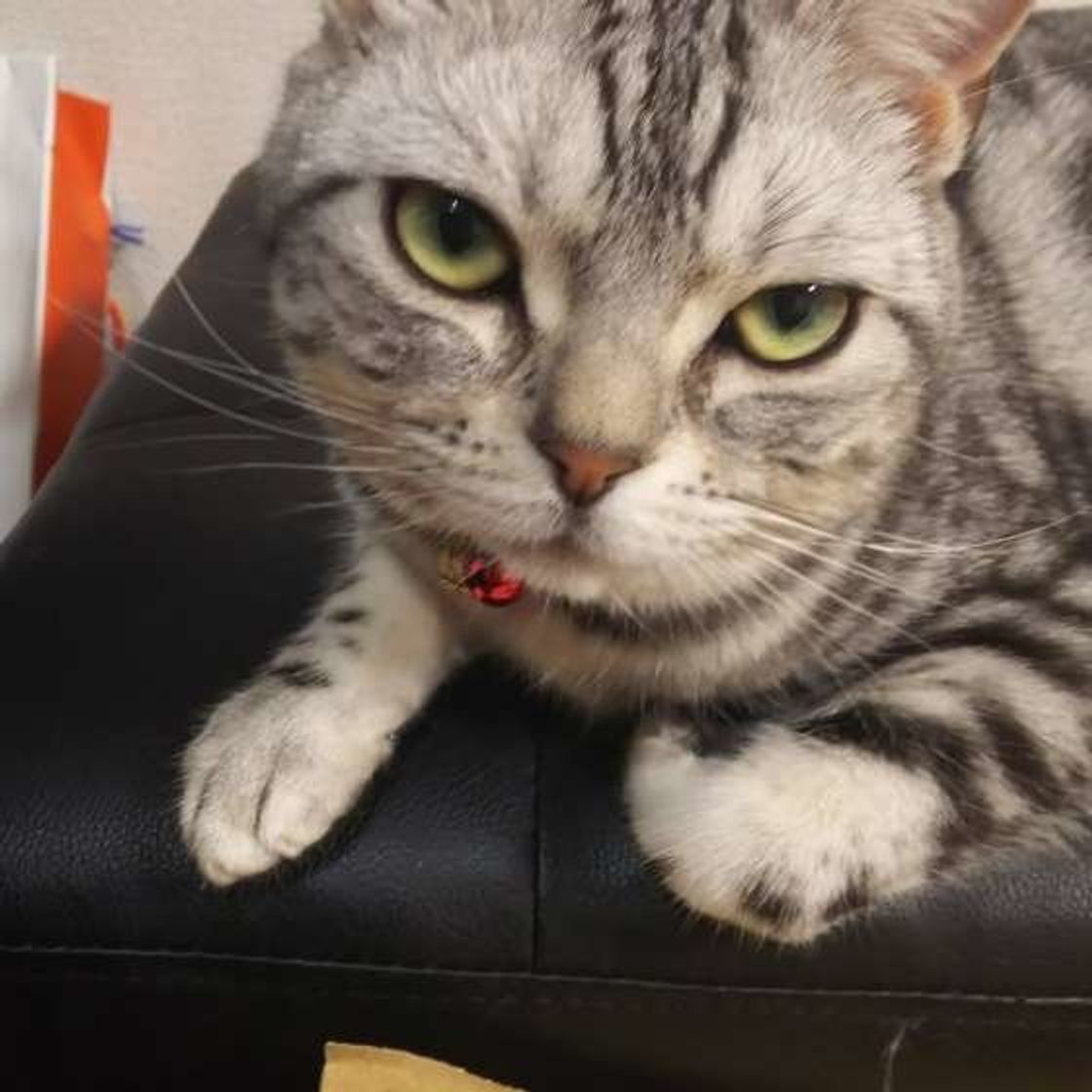 ストレスサインを出しているかも 猫が触られると 嫌がる体の部位 は ねこのきもちweb Magazine ストレスサインを出しているかも 猫が触られると 嫌がる体の部位 は ねこのきもちweb Magazine