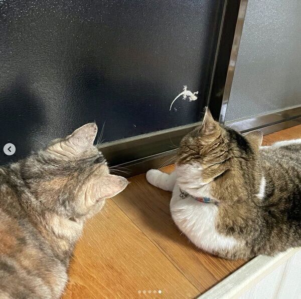 ヤモリを見つめるキキちゃん、てんくん