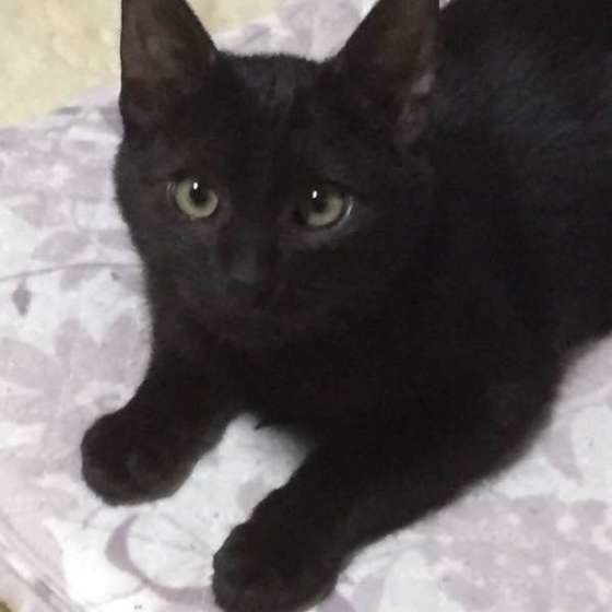 上目遣いをするフクちゃん