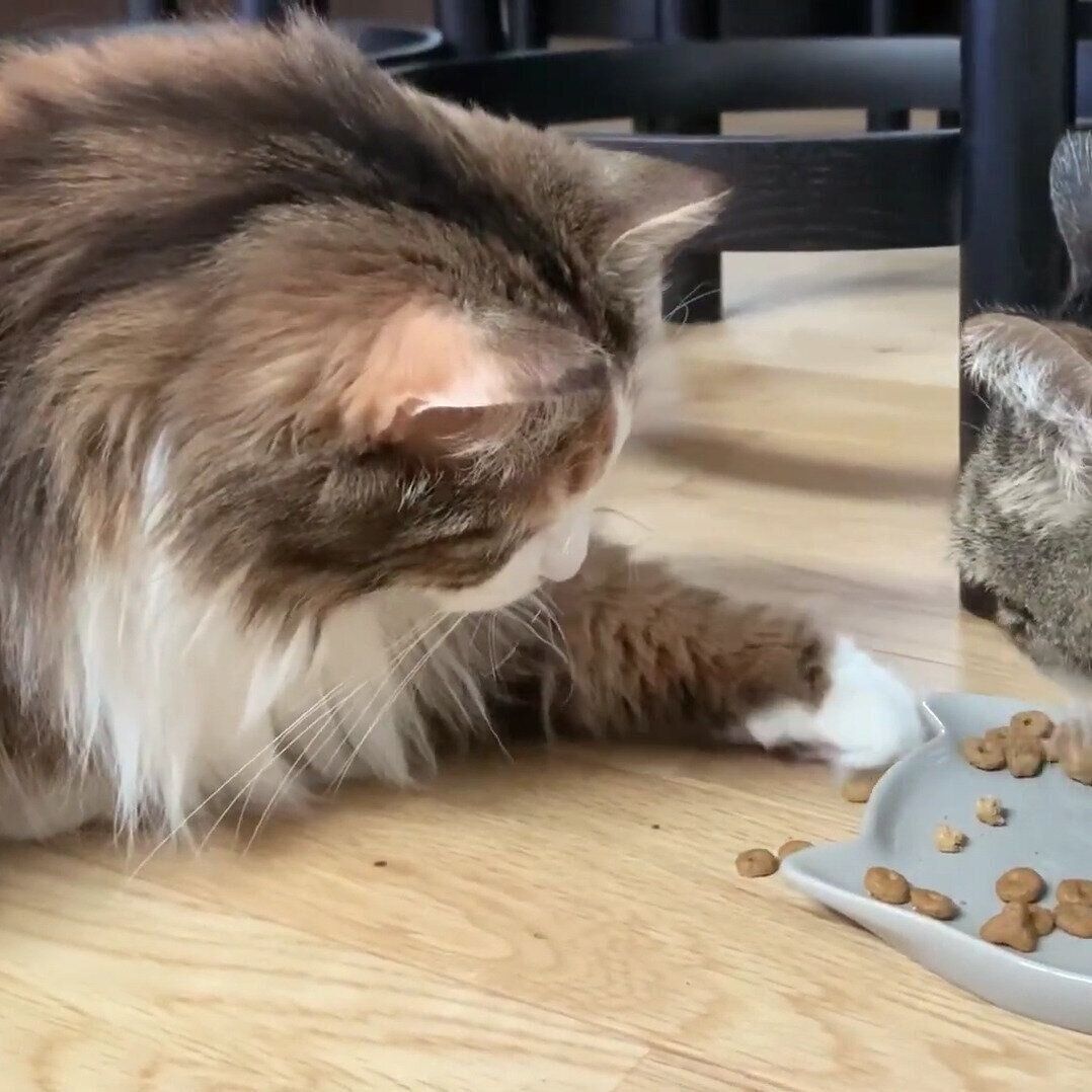 こぼれたフードをゲットするライカちゃん