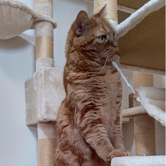 立って遠くを見るアメリカンショートヘア