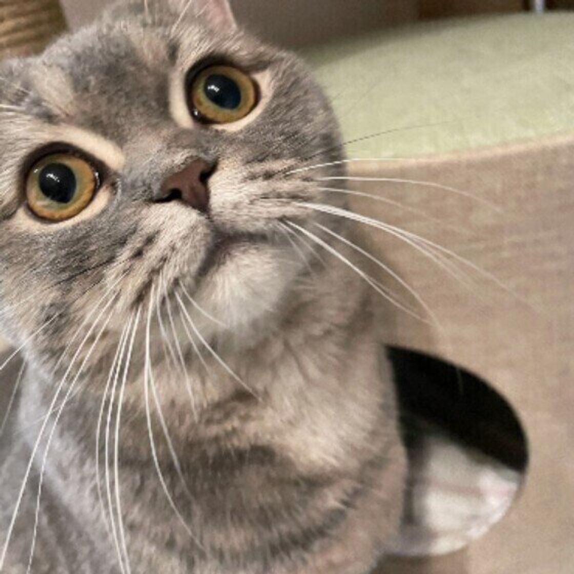 猫の 抜けたヒゲ をどうしてる 猫飼いさん実践の 保管方法 がマネしたくなる ねこのきもちweb Magazine 猫の 抜けたヒゲ をどうしてる 猫飼いさん実践の 保管方法 がマネしたくなる ねこのきもちweb Magazine