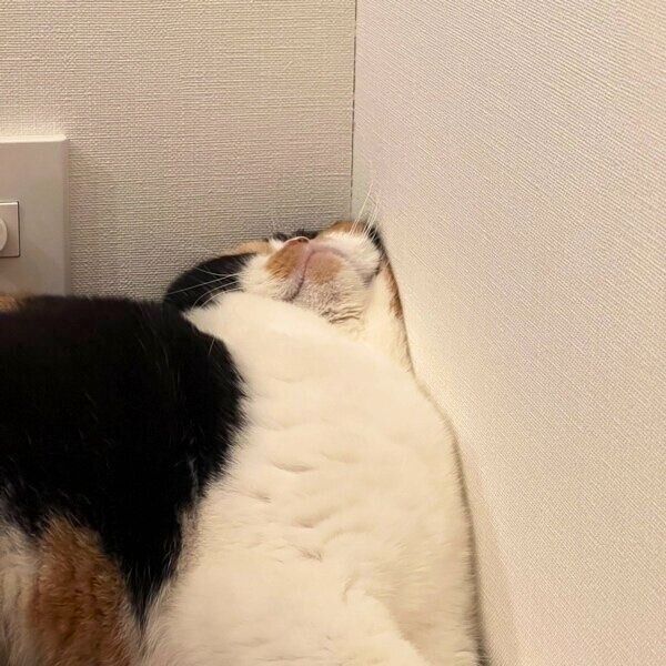 むぎゅっとなるおあげちゃん