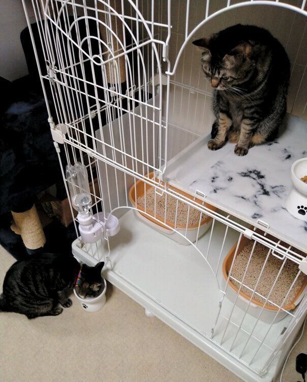 ケージにいる2匹の猫