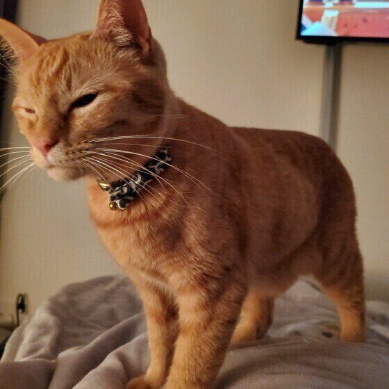 飼い主さんを踏む茶トラ猫