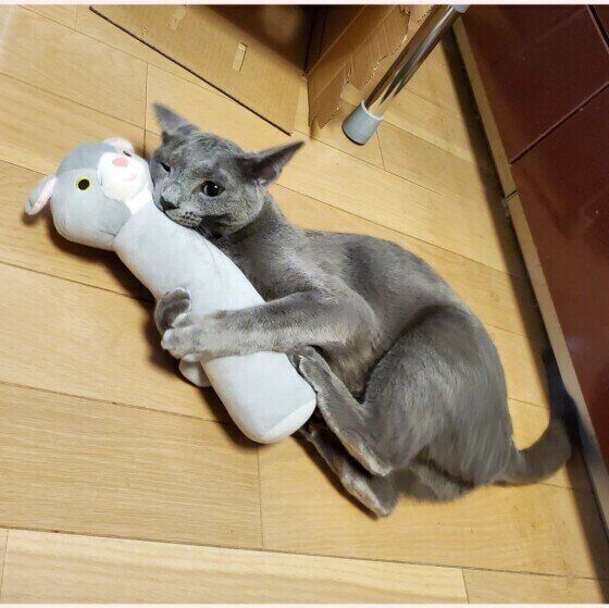おもちゃを抱えるロシアンブルーのレグルスくん