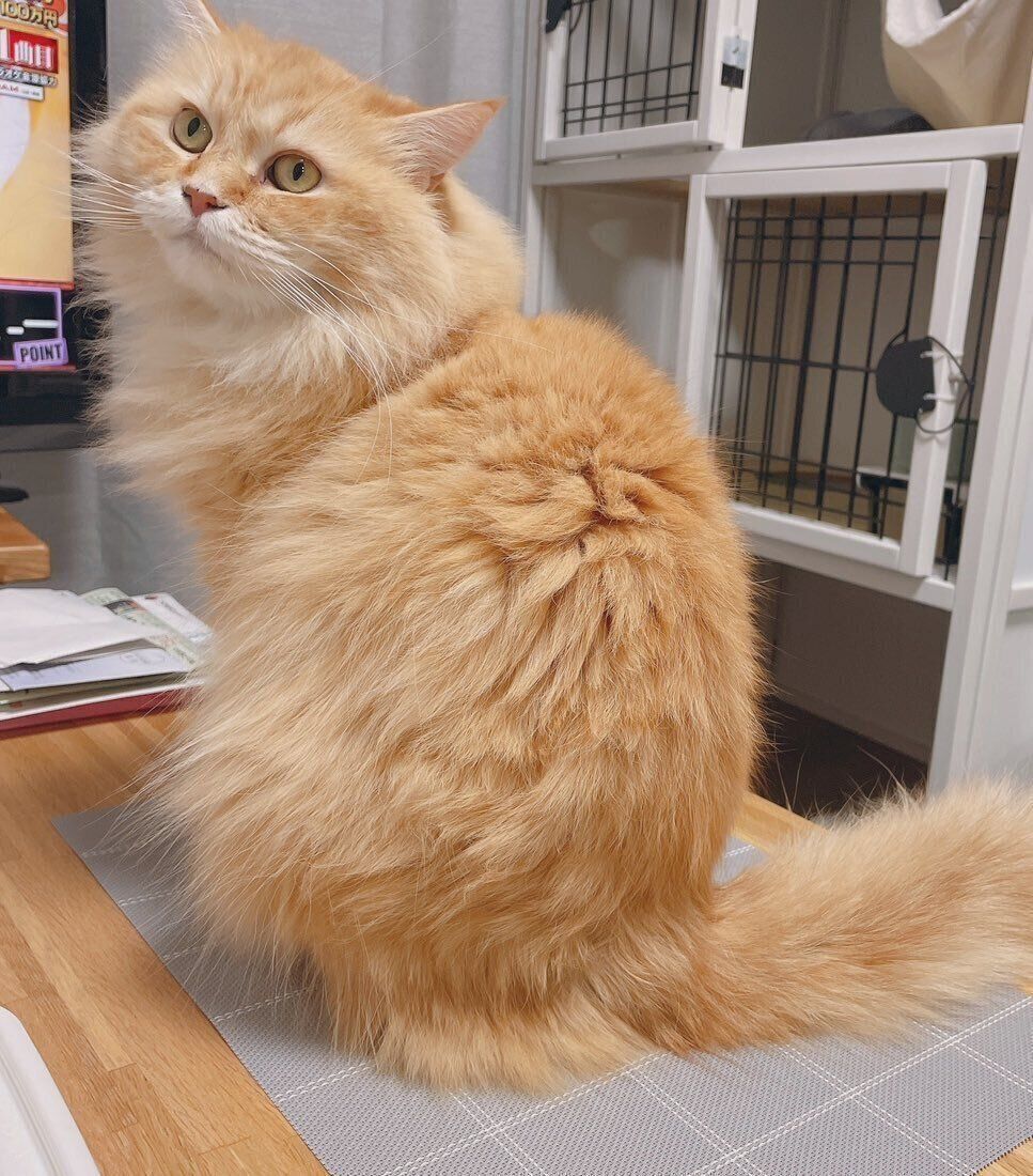 モフモフ具合が可愛いししまるくん